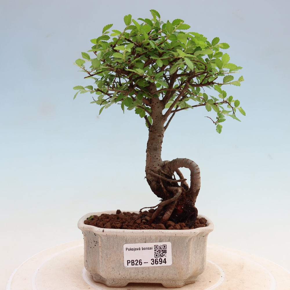 Pokój bonsai - Ulmus parvifolia - Wiąz drobnolistny
