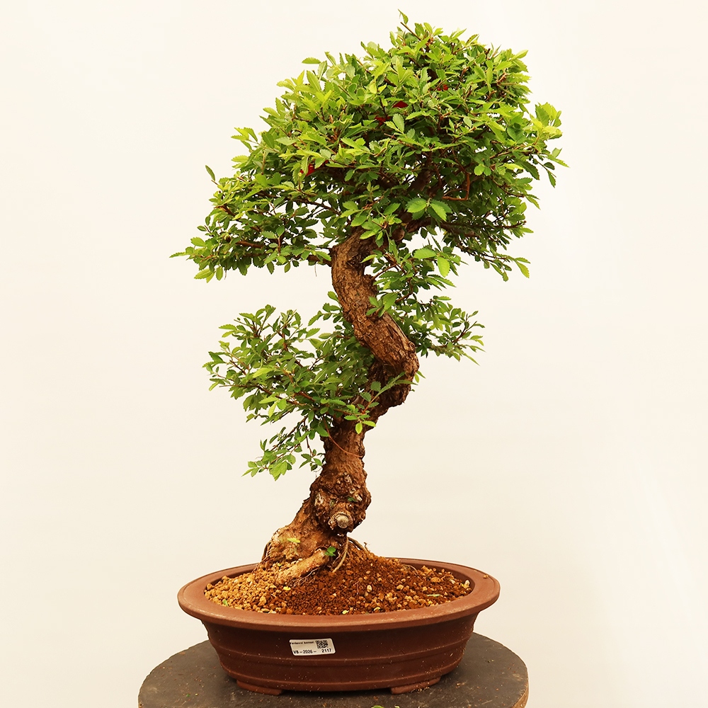 Bonsai na świeżym powietrzu - Zelkova - Zelkova NIRE