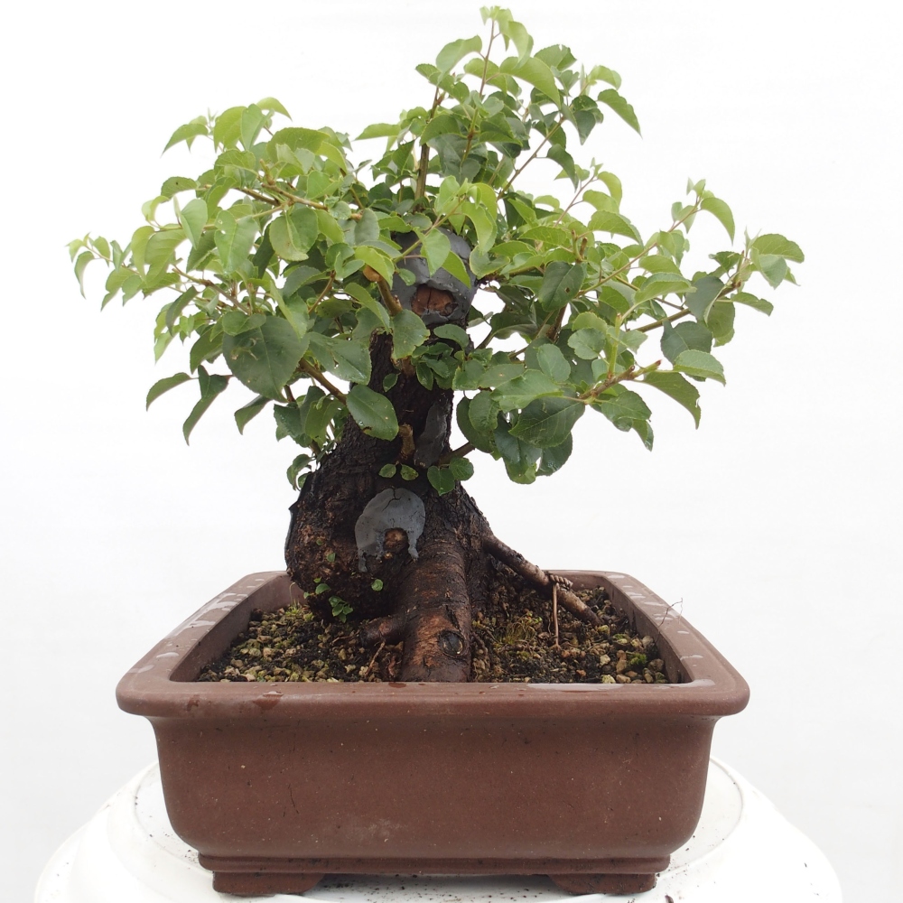 Bonsai na zewnątrz - Mahalebka - Prunus mahaleb