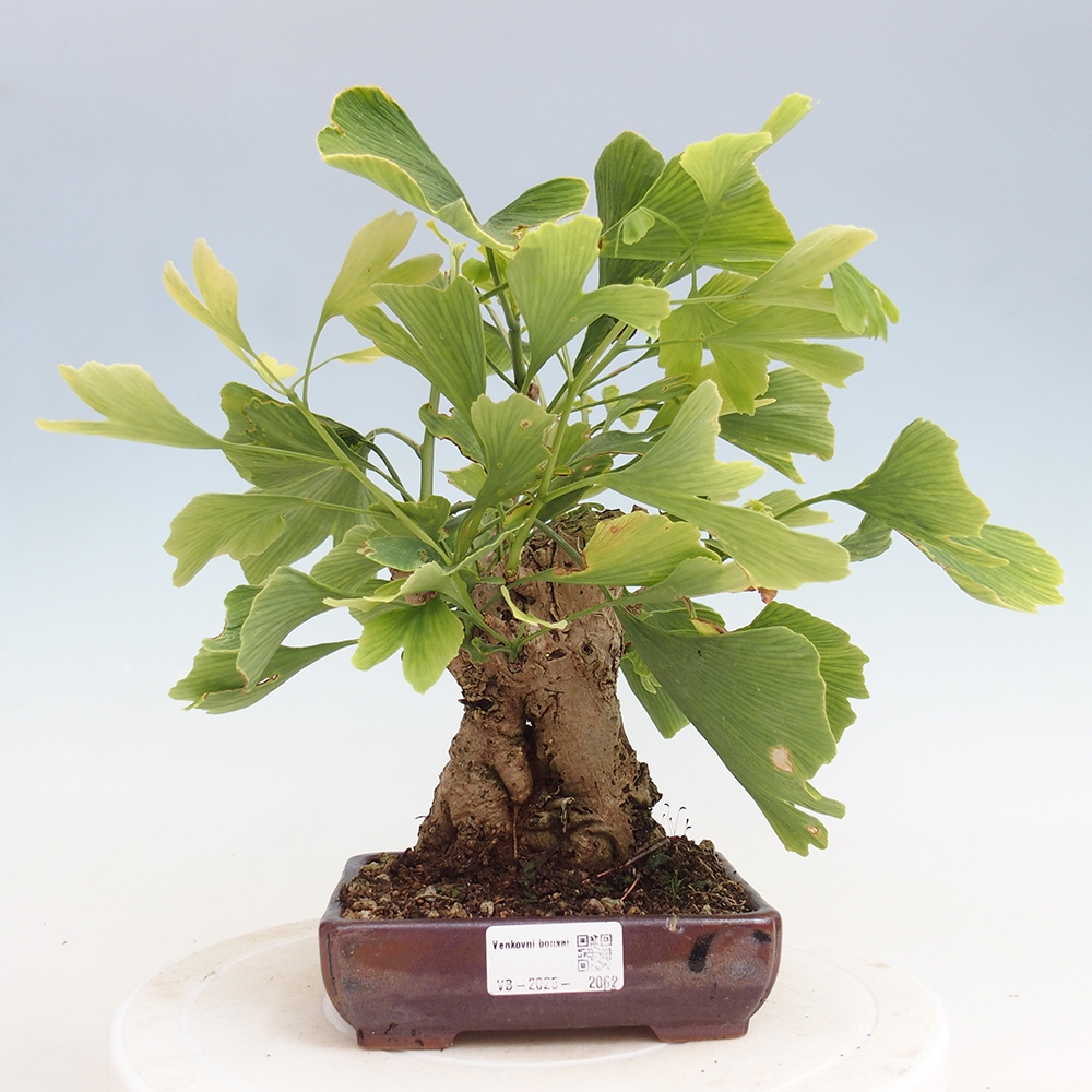 Outdoor bonsai - Jinan biloba - Ginkgo biloba