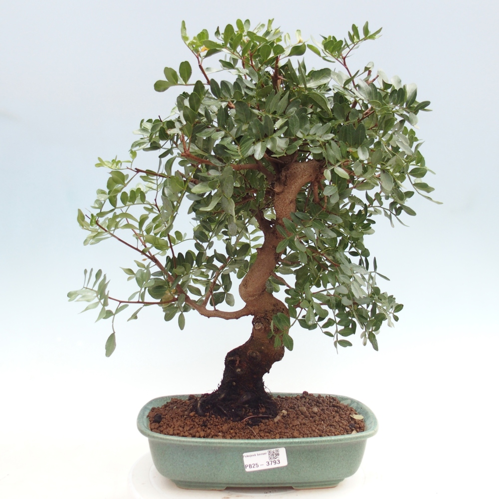 Bonsai pokojowe - Pistacja
