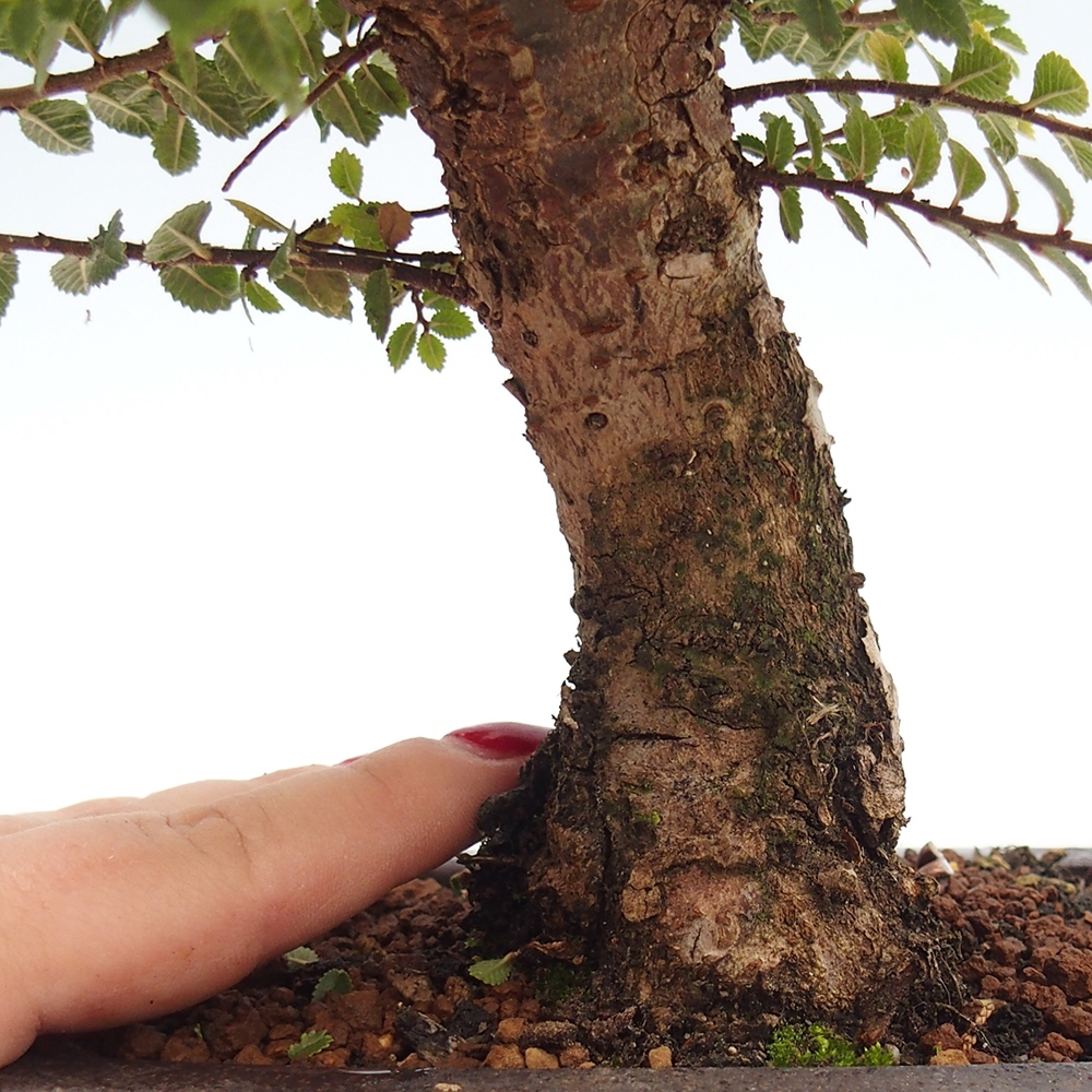 Bonsai zewnętrzne - Ulmus parvifolia Hokkaido - wiąz chiński