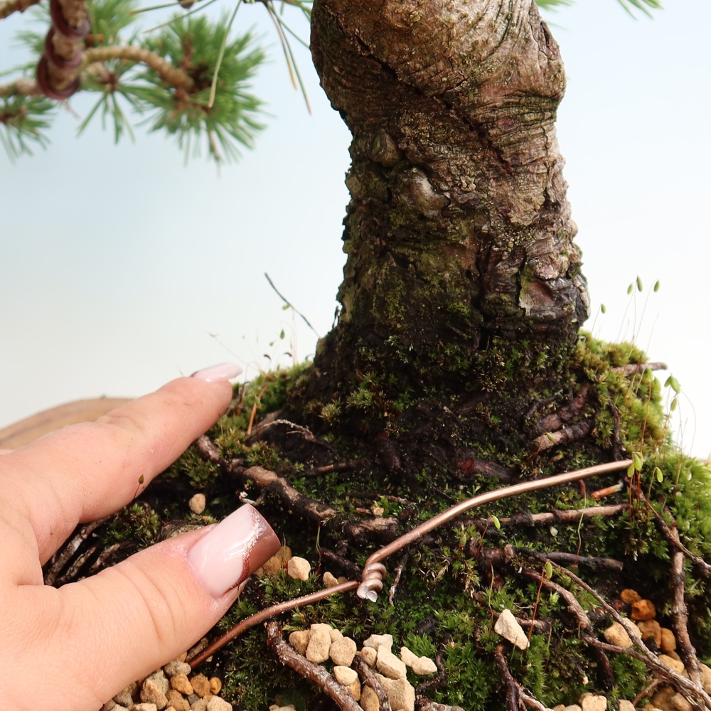 Bonsai ogrodowe – Pinus mugo Humpy – sosna karłowata
