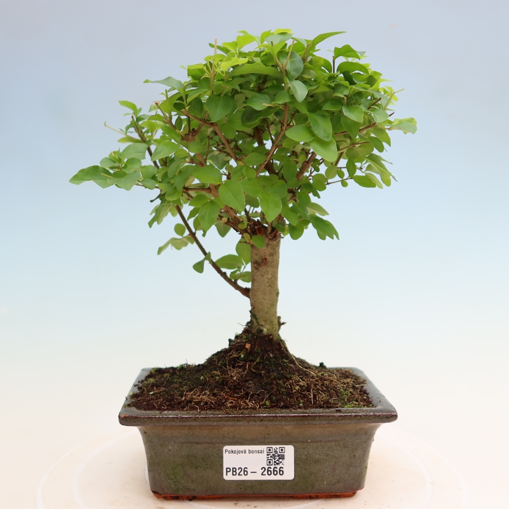 Pokój bonsai - Ligustrum chinensis - Dziób ptaka