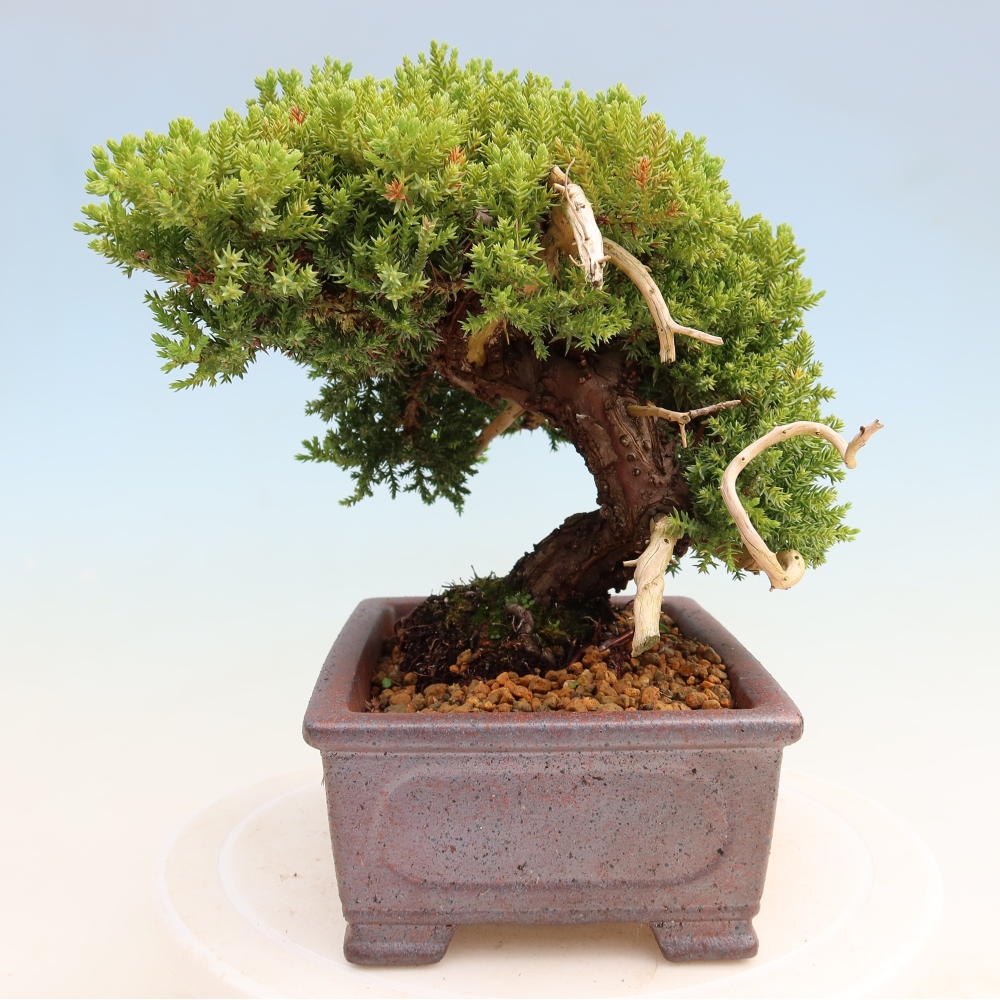 Bonsai ogrodowe – Juniperus procumbens – Jałowiec rozłożysty