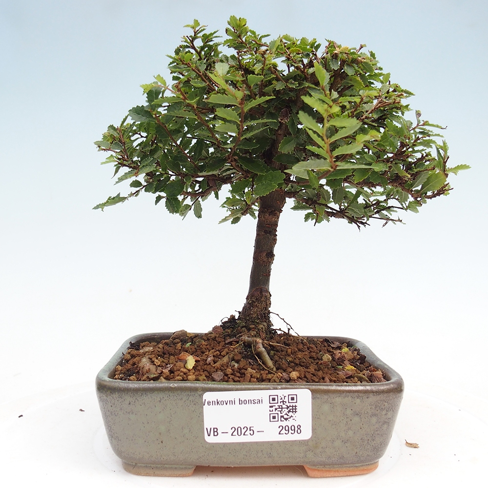 Bonsai zewnętrzne - Ulmus parvifolia Sagei - Wiąz drobnolistny