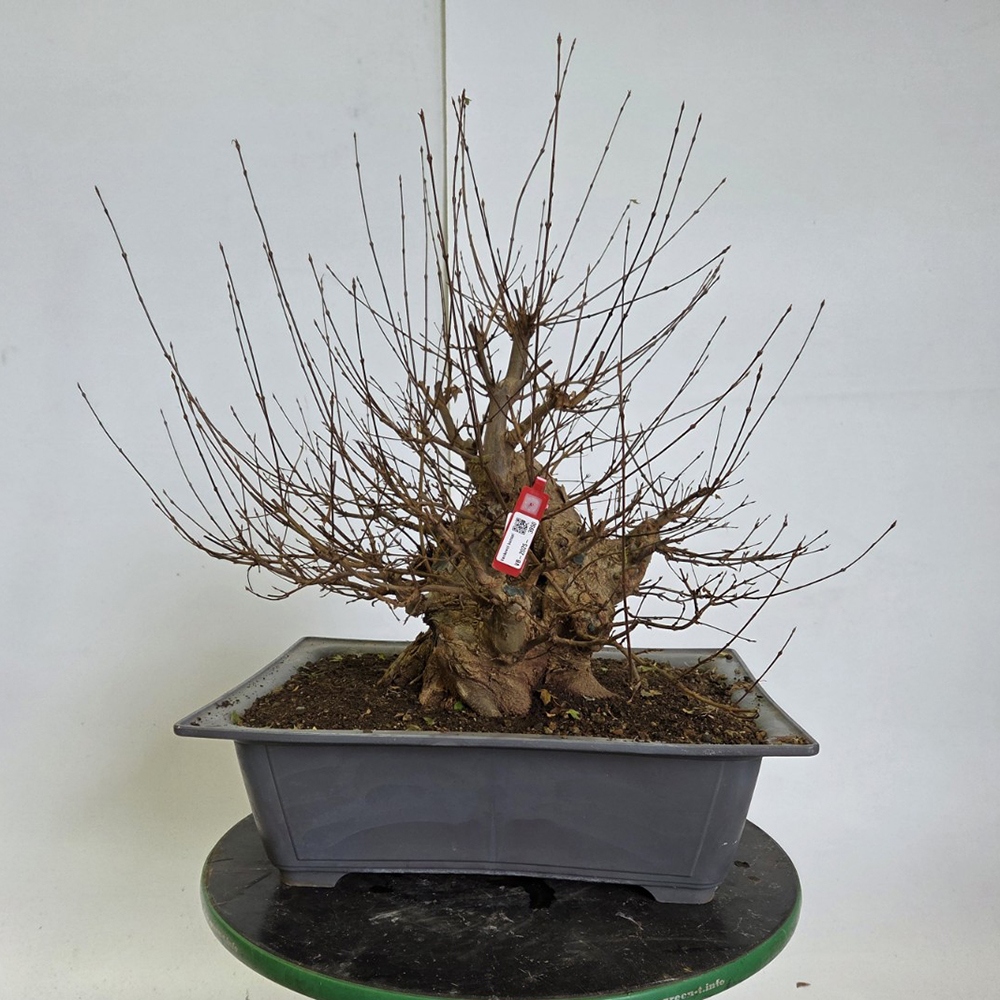 Klon bonsai na zewnątrz - Acer Burgeriana