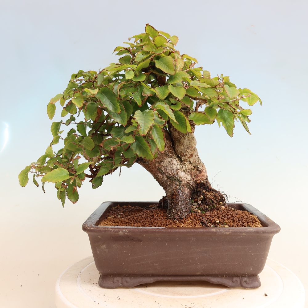 Outdoor bonsai - Carpinus CARPINOIDES - grab koreański