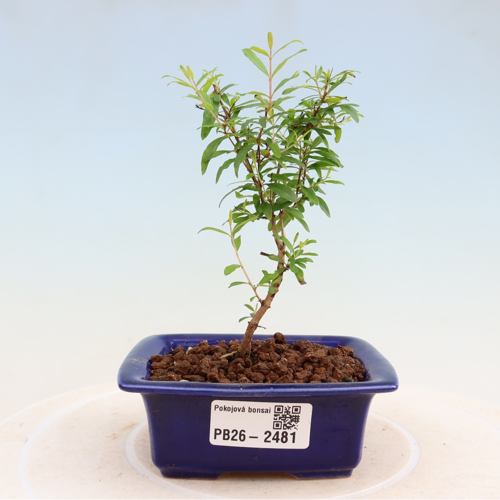 Pokój bonsai - PUNICA granatum nana - jabłko granatu