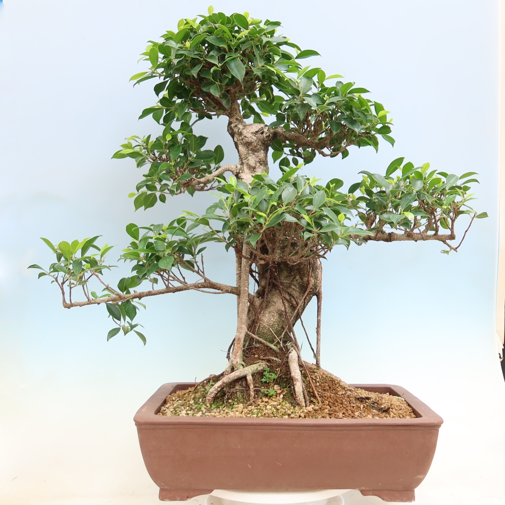 Pokój bonsai - Ficus kimmen - figowiec drobnolistny