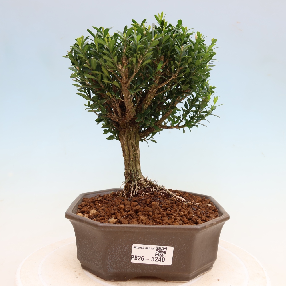 Pokój bonsai - Buxus harlandii - buxus korkowy