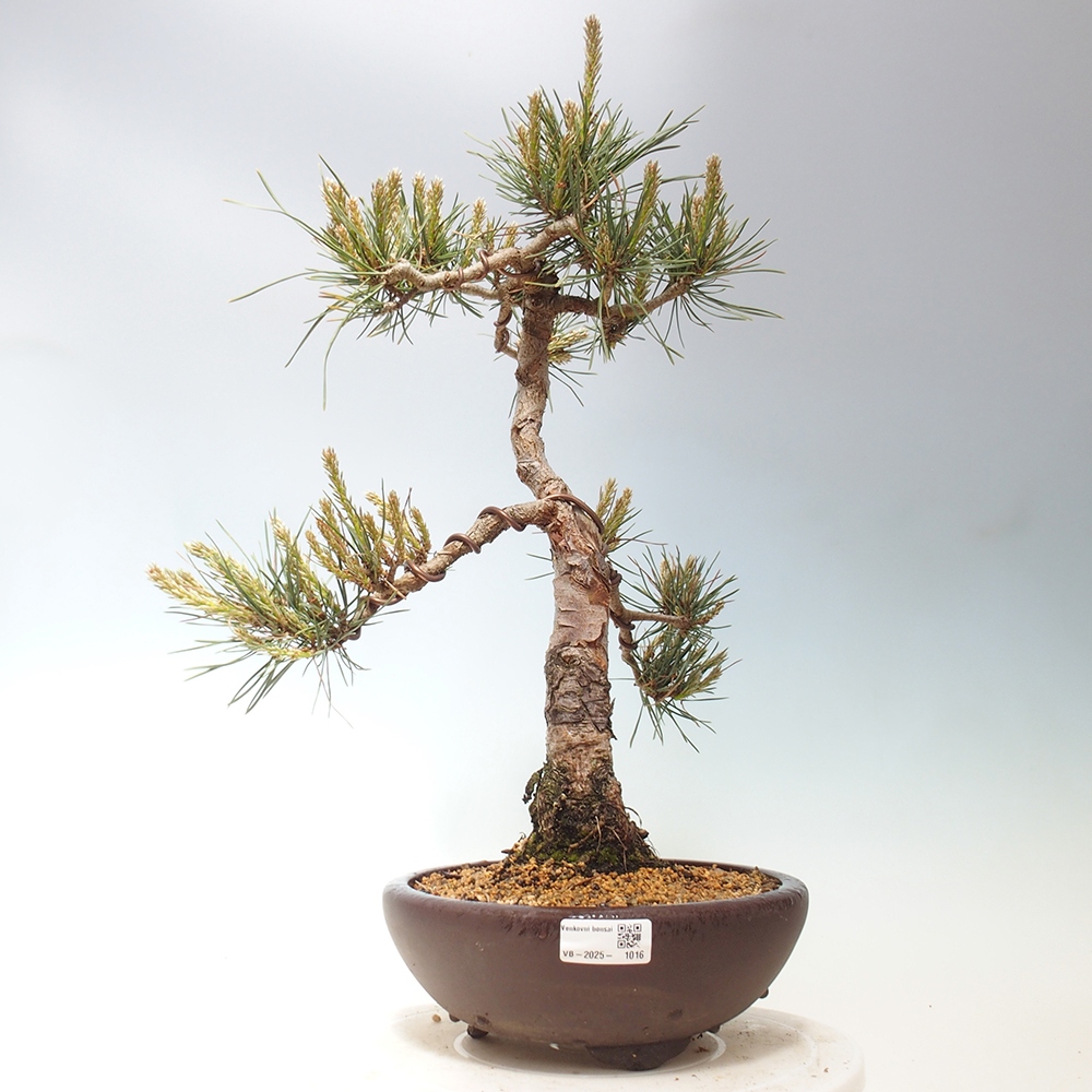 Outdoor bonsai - Pinus Sylvestris - sosna zwyczajna