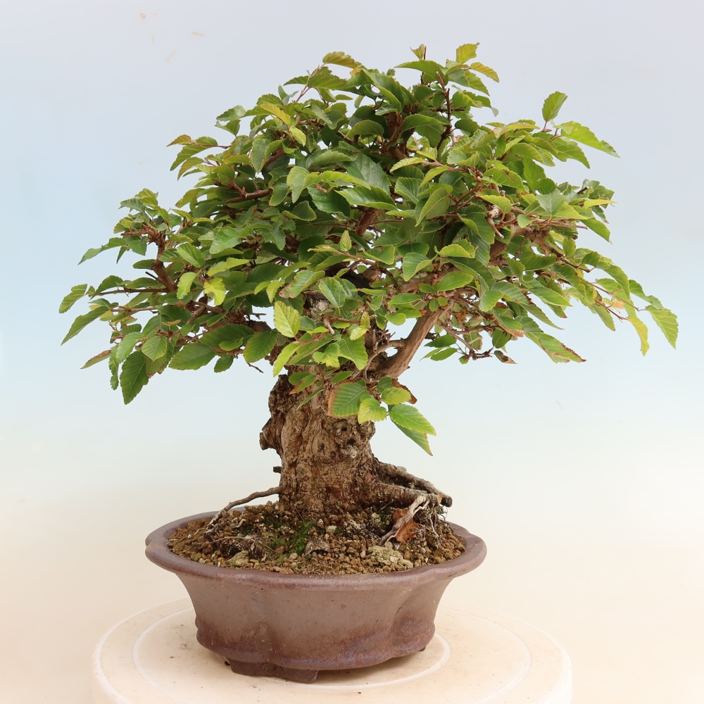 Outdoor bonsai - Carpinus CARPINOIDES - grab koreański