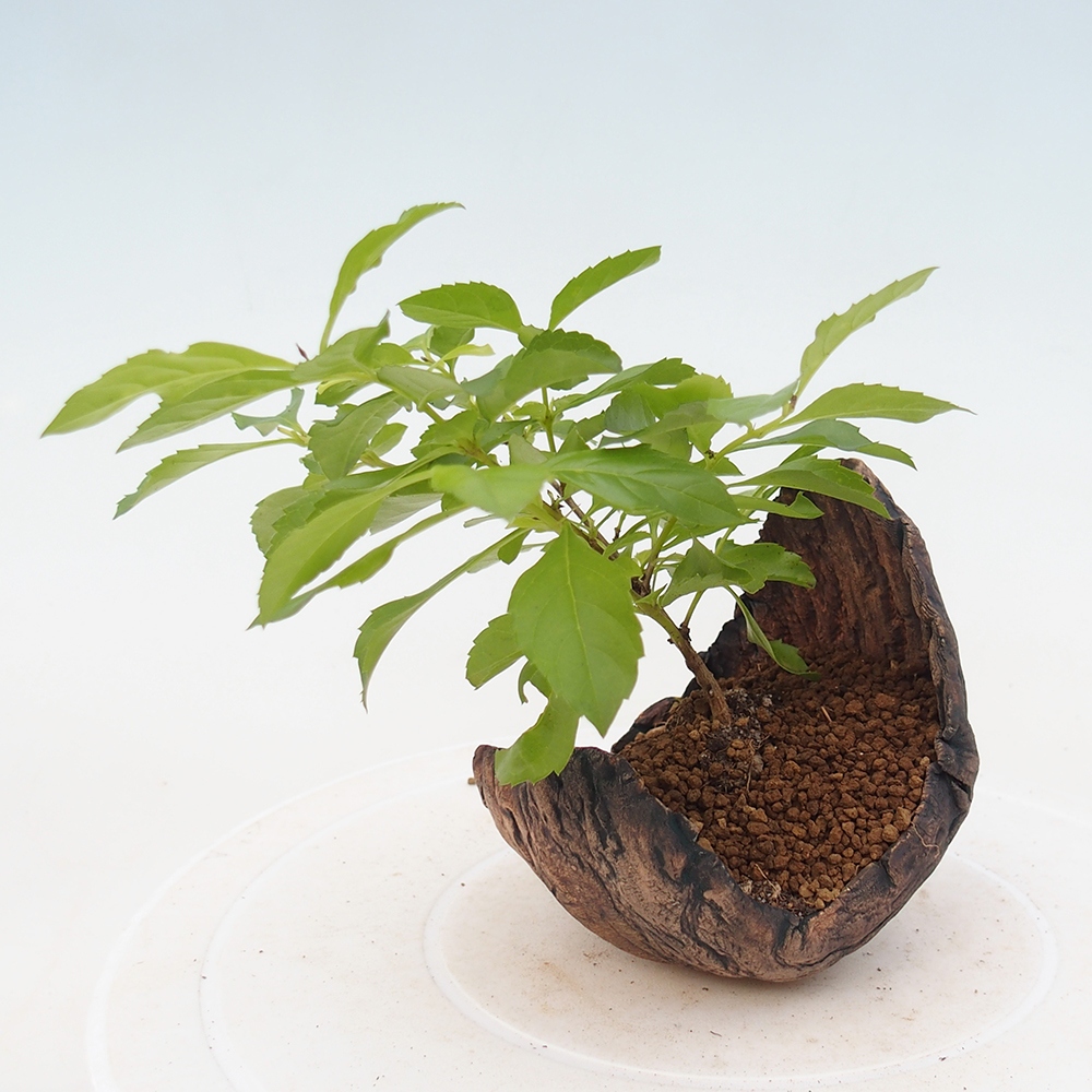 Bonsai pokojowe - Duranta erecta Aurea