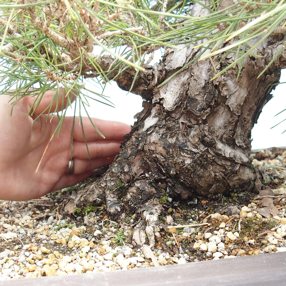 Outdoor bonsai - Pinus thunbergii - sosna Thunberga