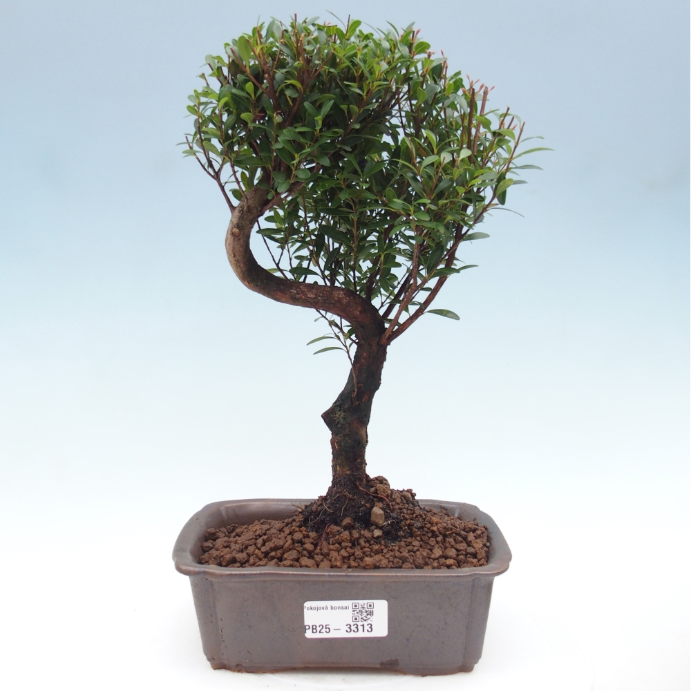 Pokój bonsai - Syzygium - Pimento