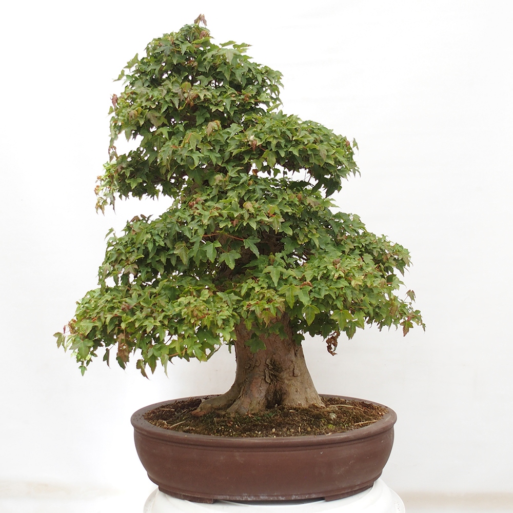 Outdoor bonsai - Maple Buergerianum - Burger Maple