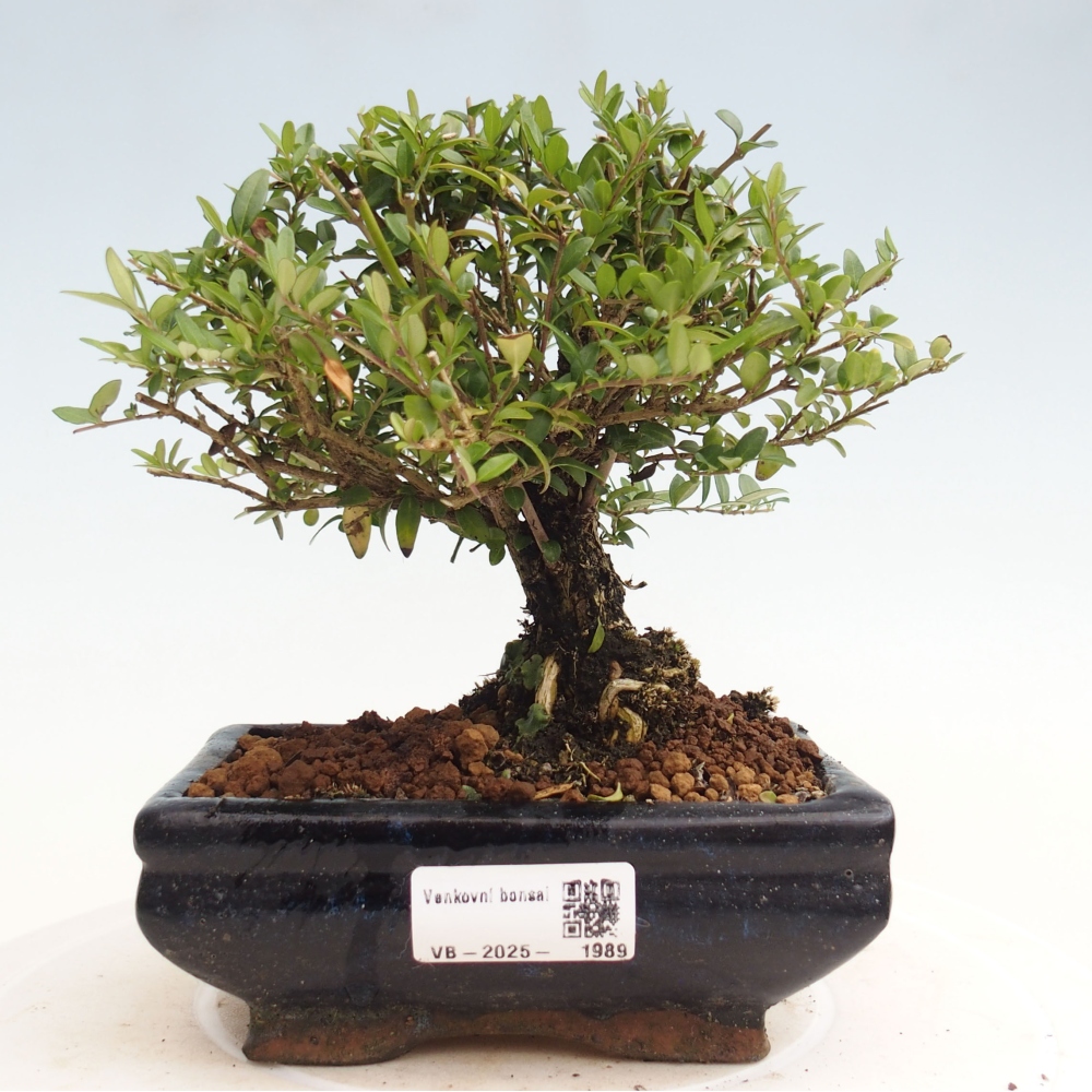 Odkryty bonsai-Lonicera nitida Twiggy -Wiciokrzew