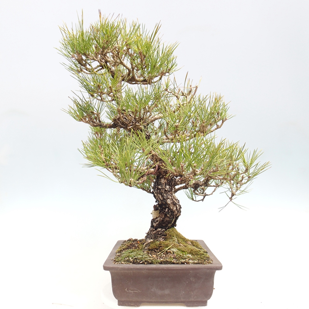 Outdoor bonsai - Pinus thunbergii - sosna Thunberga