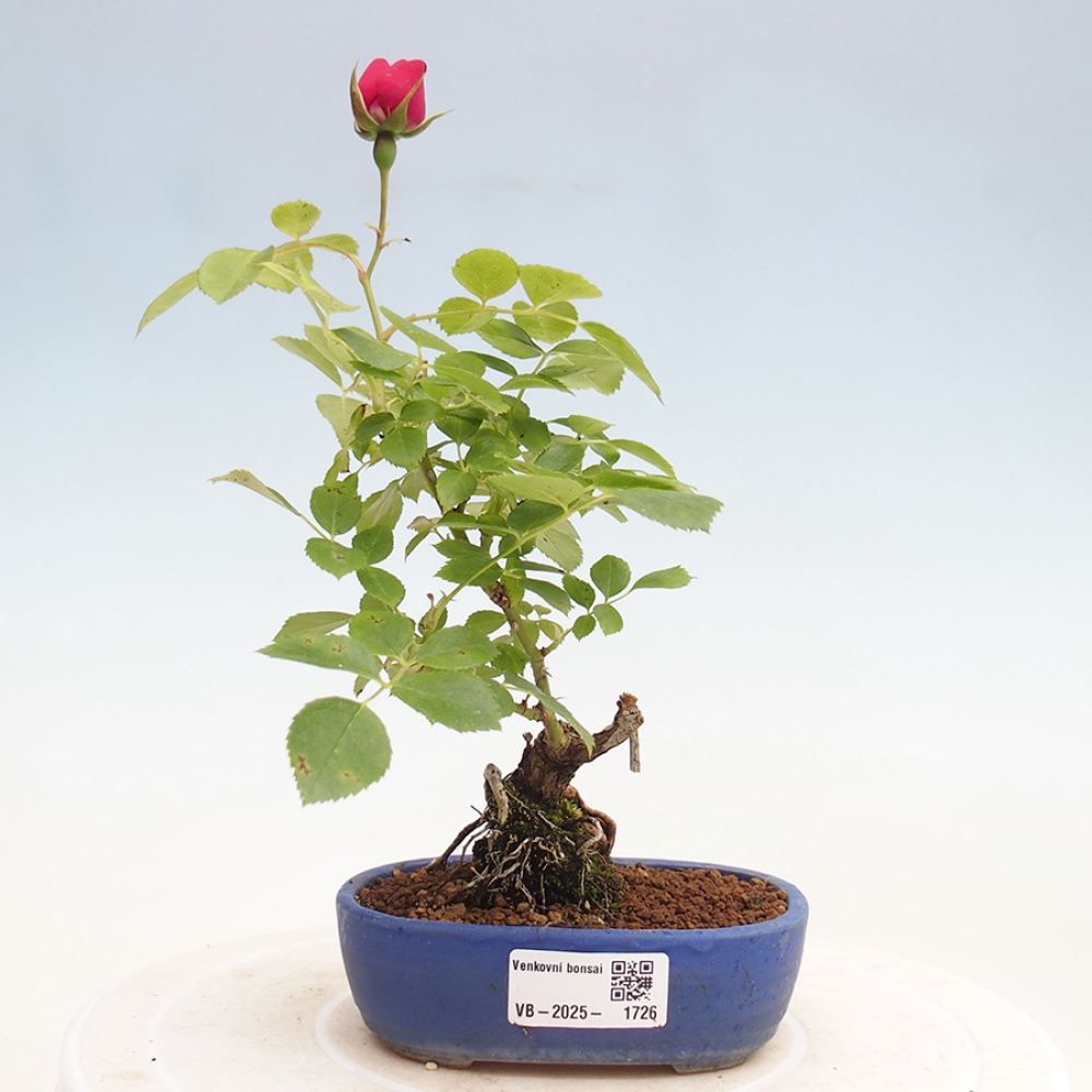 Bonsai na zewnątrz - Rosa Kordes - róża 