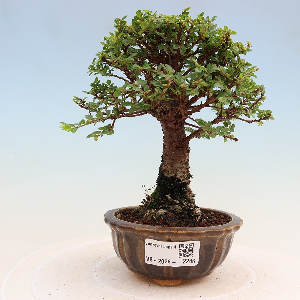 Bonsai ogrodowe – Ulmus parvifolia Sagei – wiąz drobnolistny