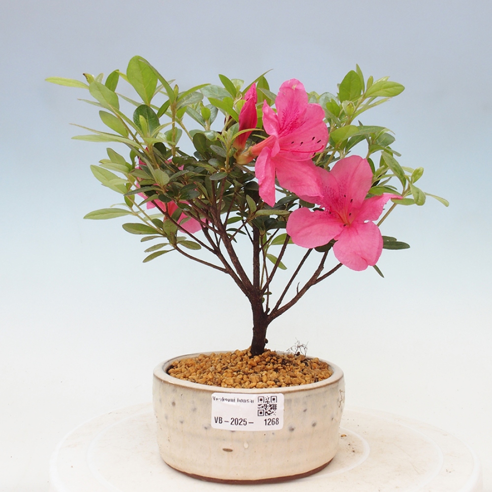 Bonsai zewnętrzne - Azalia japońska - Azalea sp.
