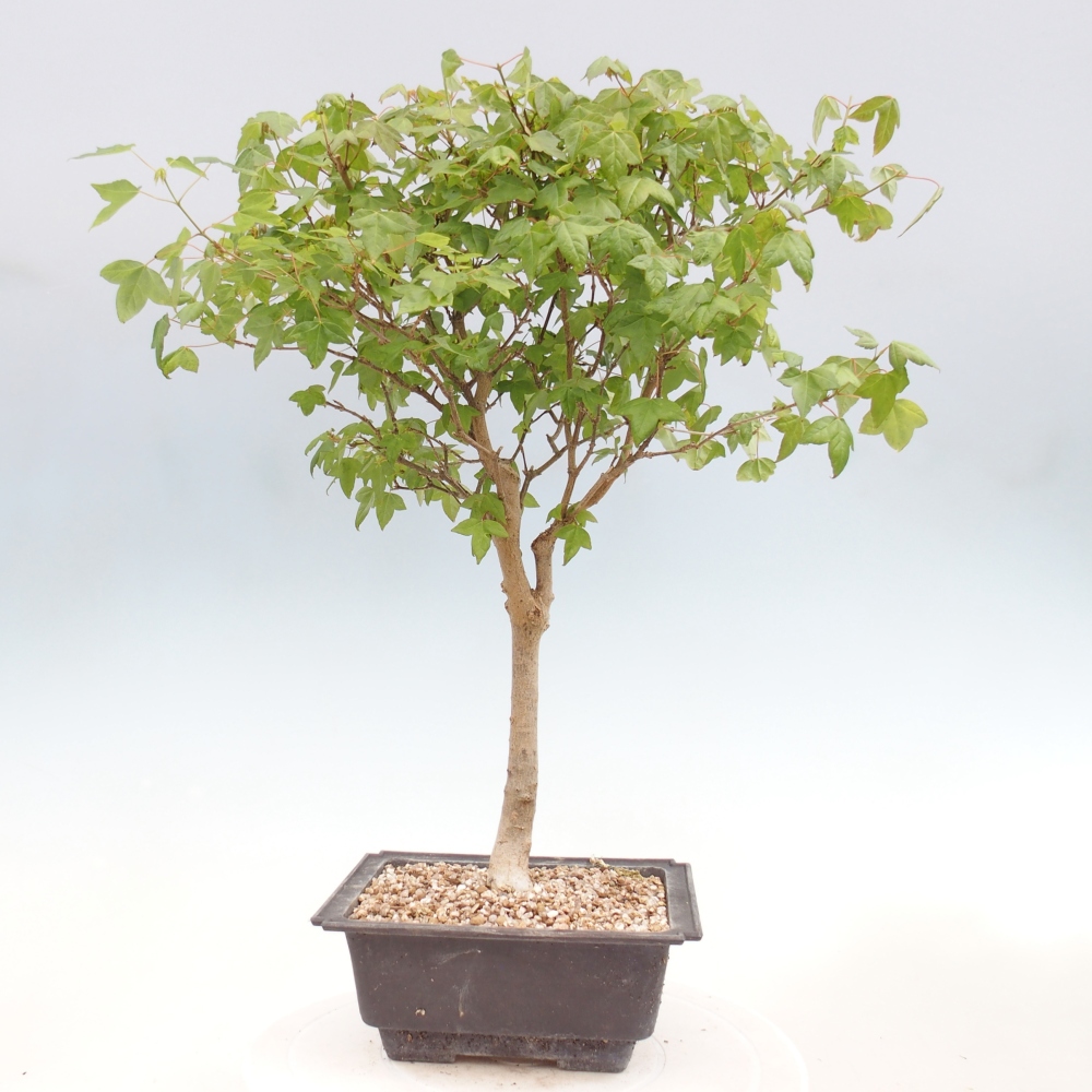 Outdoor bonsai - Acer Buergerianum - Klon Burger