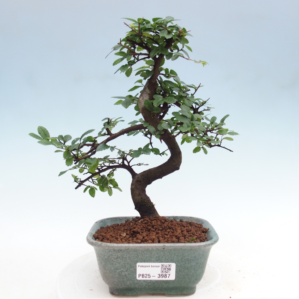 Pokój bonsai - Ulmus parvifolia - Wiąz drobnolistny