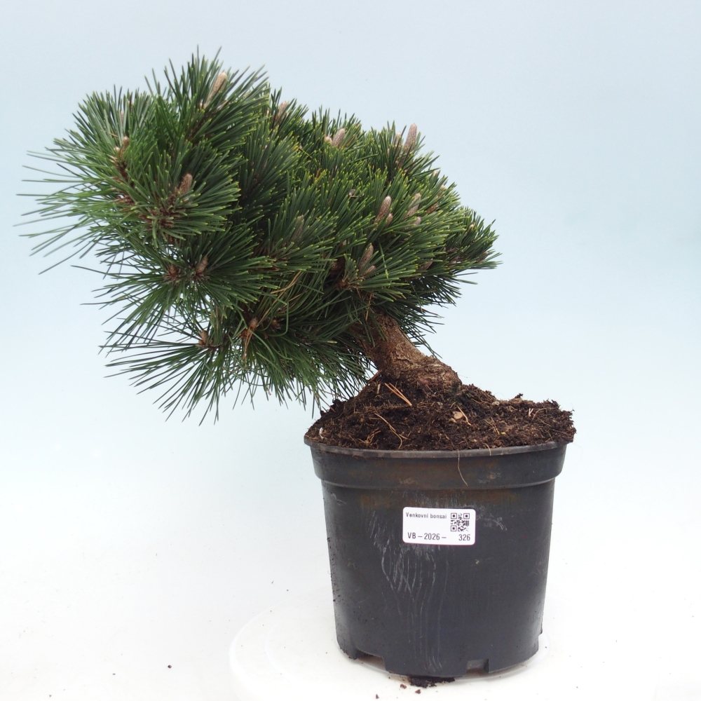 Outdoor bonsai - Pinus thunbergii senjyumaru - Sosna Thunberga