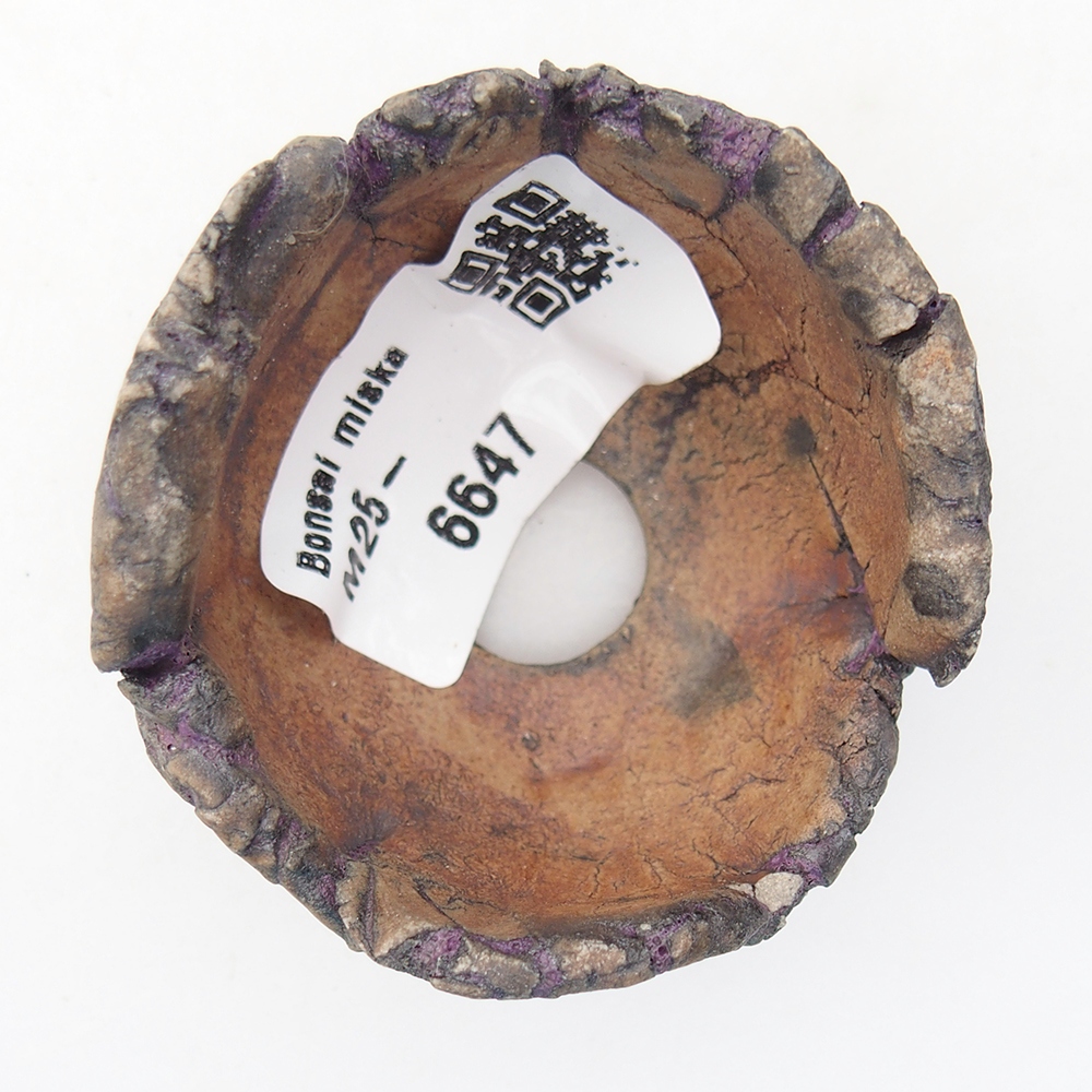 Ceramiczna muszla 5,5 x 5 x 4 cm, kolor fioletowy