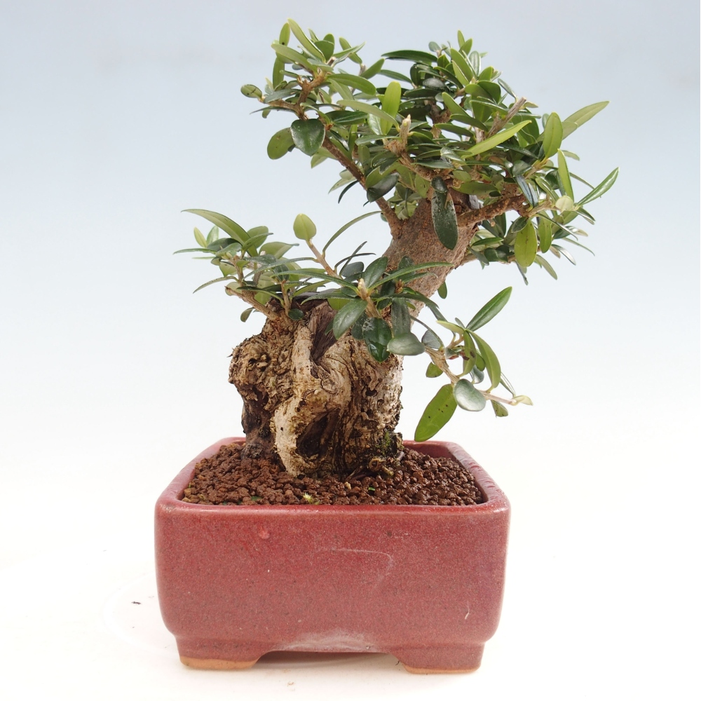 Kryte bonsai - Olea europaea sylvestris - Europejska oliwa z małych liści