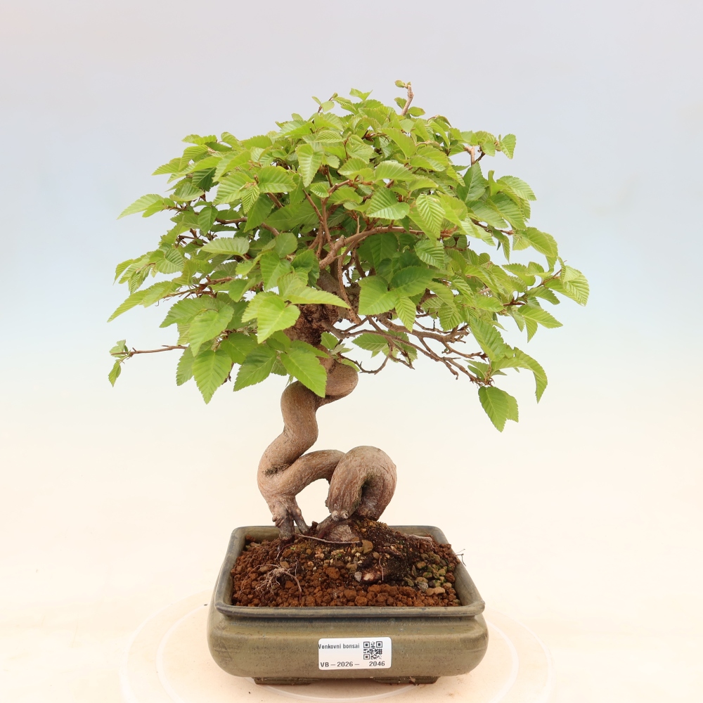 Outdoor bonsai - Carpinus coreana - grab koreański