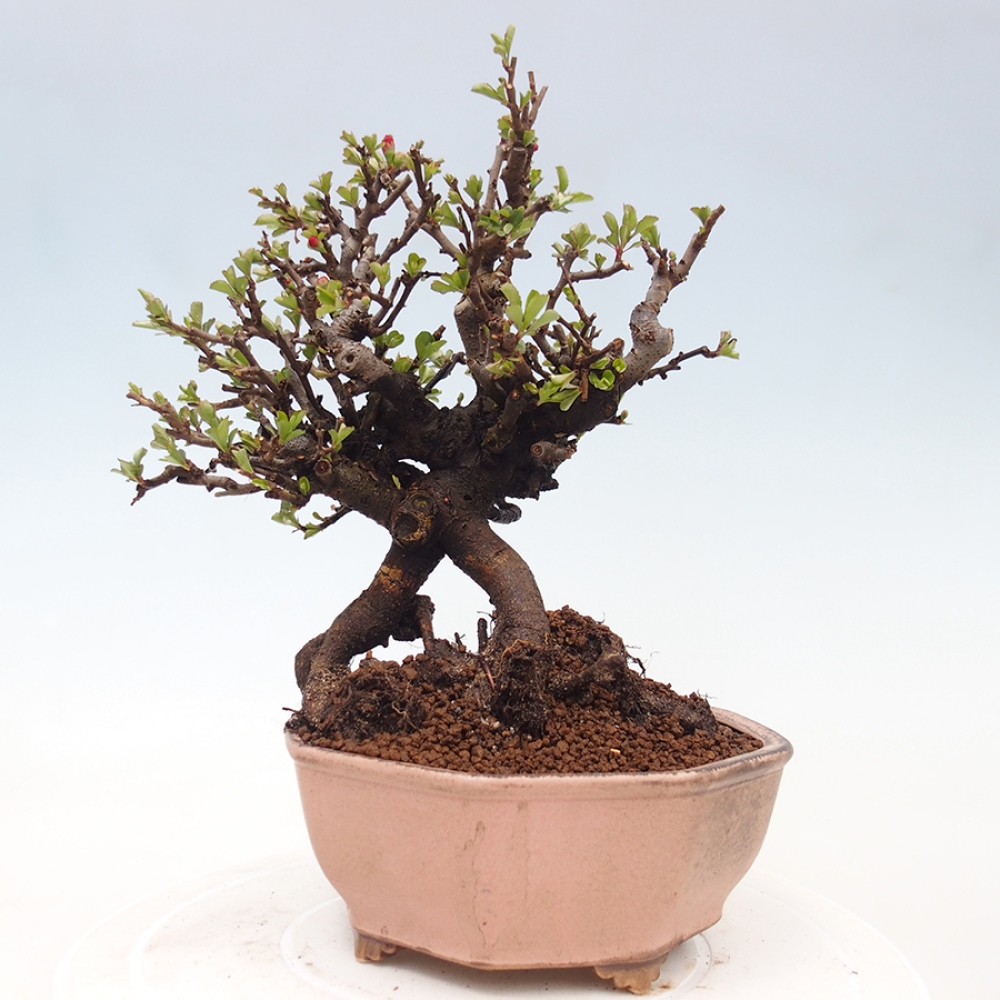 Bonsai zewnętrzne - Chaneomeles speciosa - Pigwa