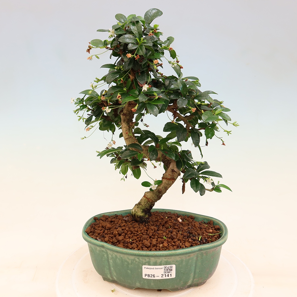 Bonsai pokojowe - Carmona macrophylla - Tea fuki