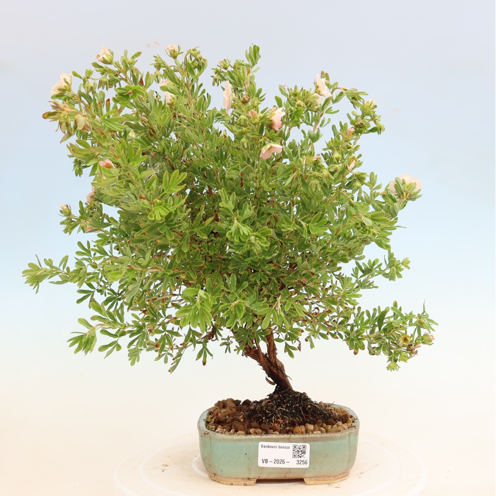 Bonsai ogrodowe – Potentilla fruticosa – Potentila fruticosa Bellissima
