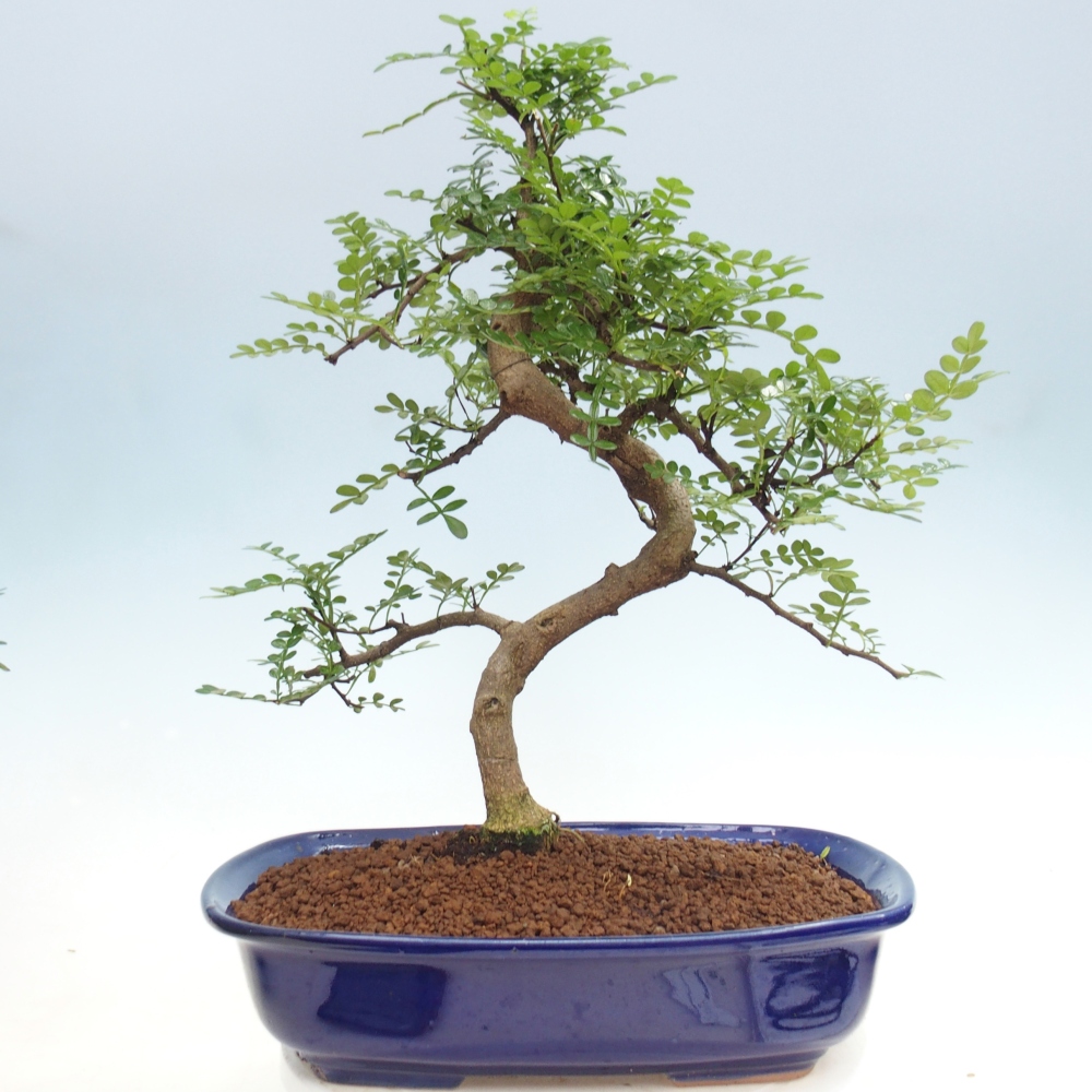 Pokój bonsai - Zantoxylum piperitum - drzewo pieprzowe