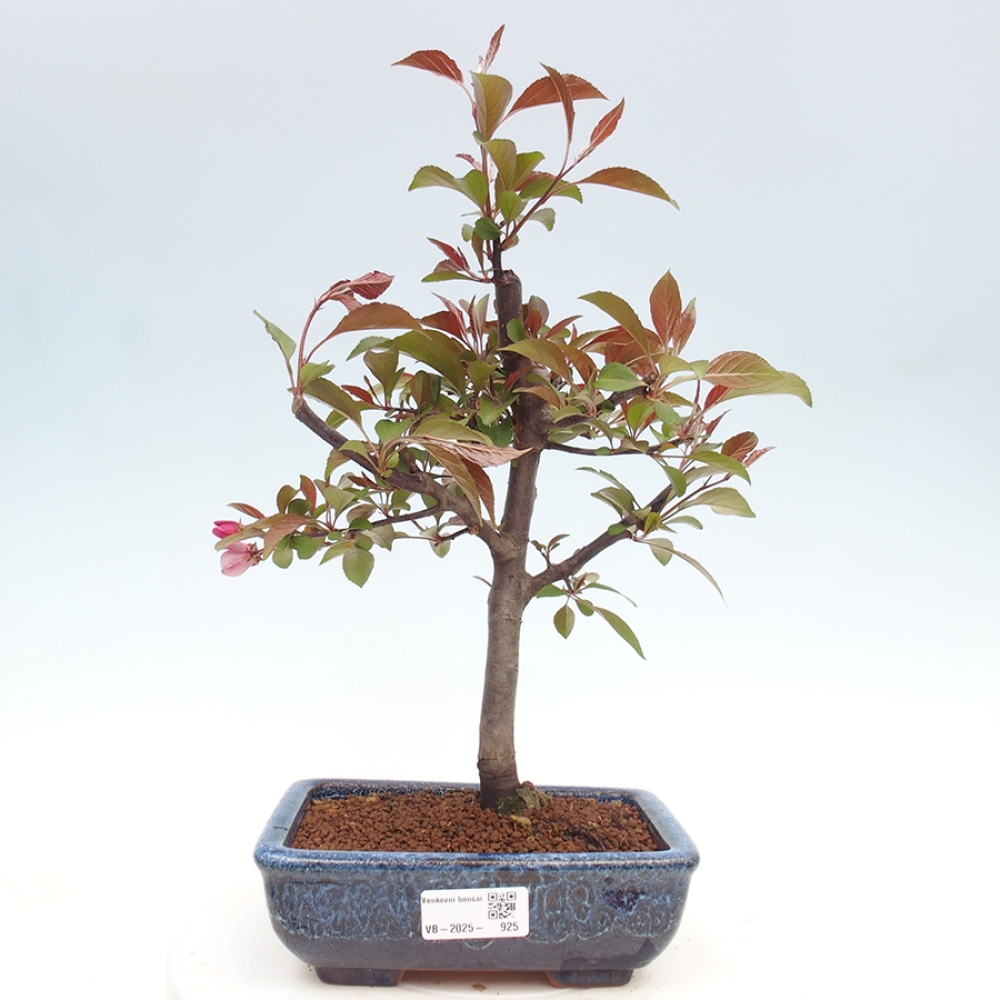 Bonsai zewnętrzne - Malus domowy - Jabłoń czerwonolistna o drobnych owocach