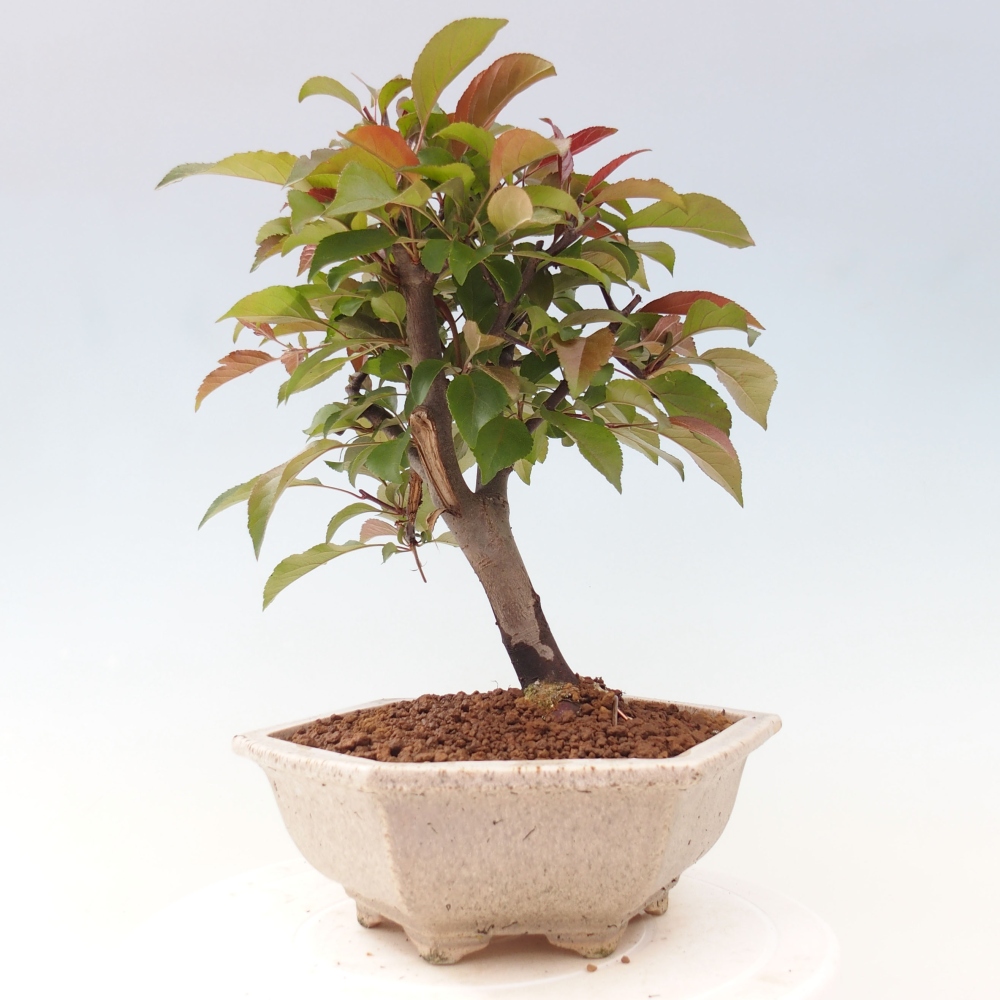 Bonsai zewnętrzne - Malus domowy - Jabłoń czerwonolistna o drobnych owocach