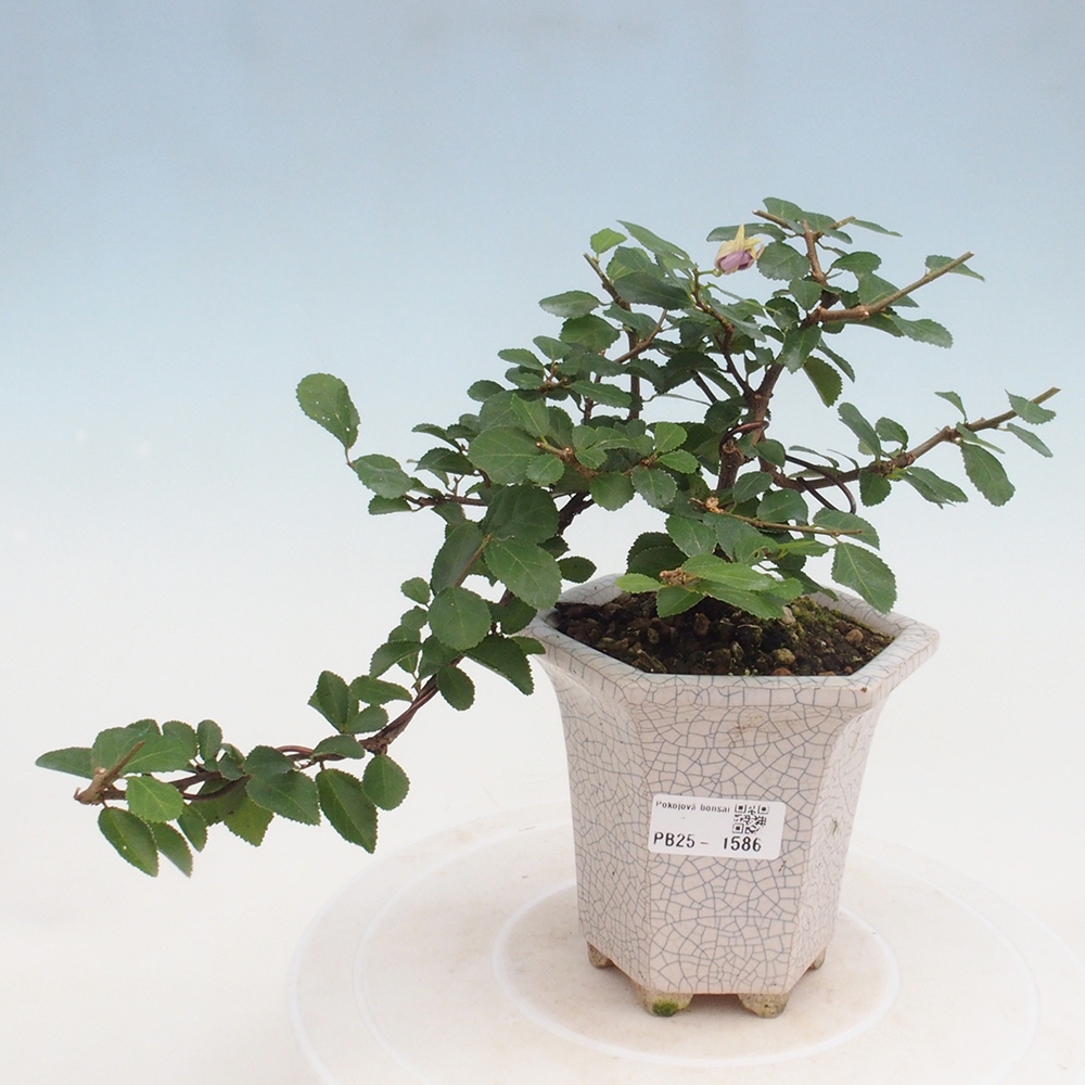 Kryty bonsai - Grewia occidentalis - Lawendowa gwiazda