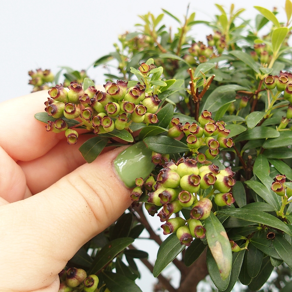 Indoor bonsai - Syzygium - Pimento - WYŁĄCZNIE ODBIÓR OSOBISTY lub transport paletowy