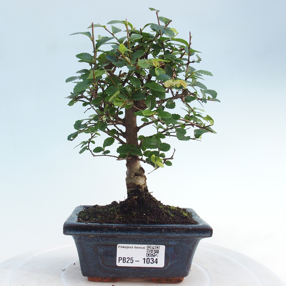 Bonsai wewnętrzne - Ulmus parvifolia - Wiąz drobnolistny