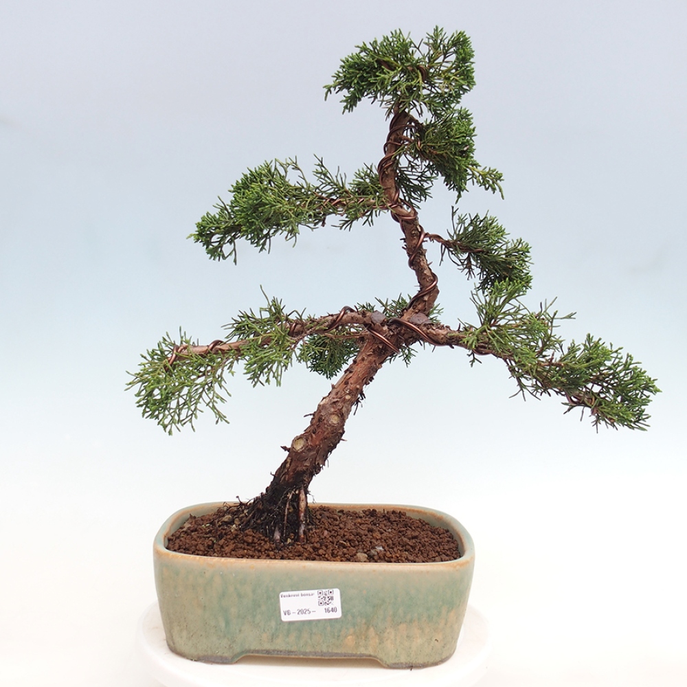 Outdoor bonsai - Juniperus chinensis Kishu - chiński jałowiec