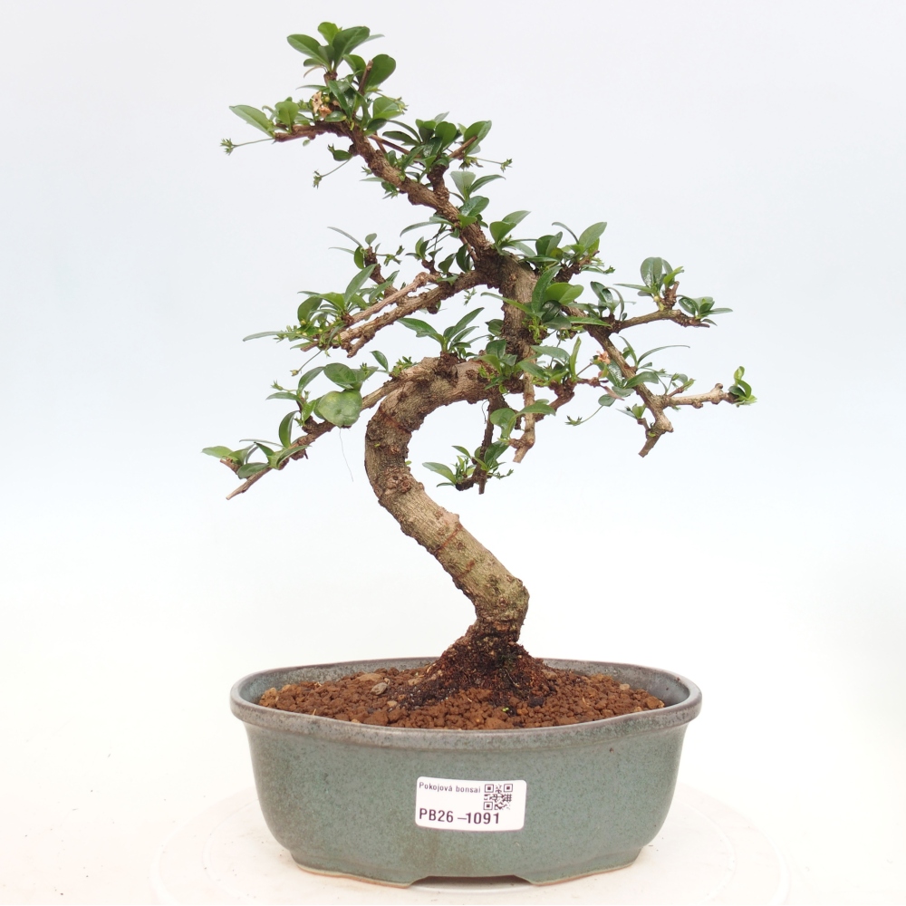 Bonsai pokojowe - Carmona macrophylla - Tea fuki