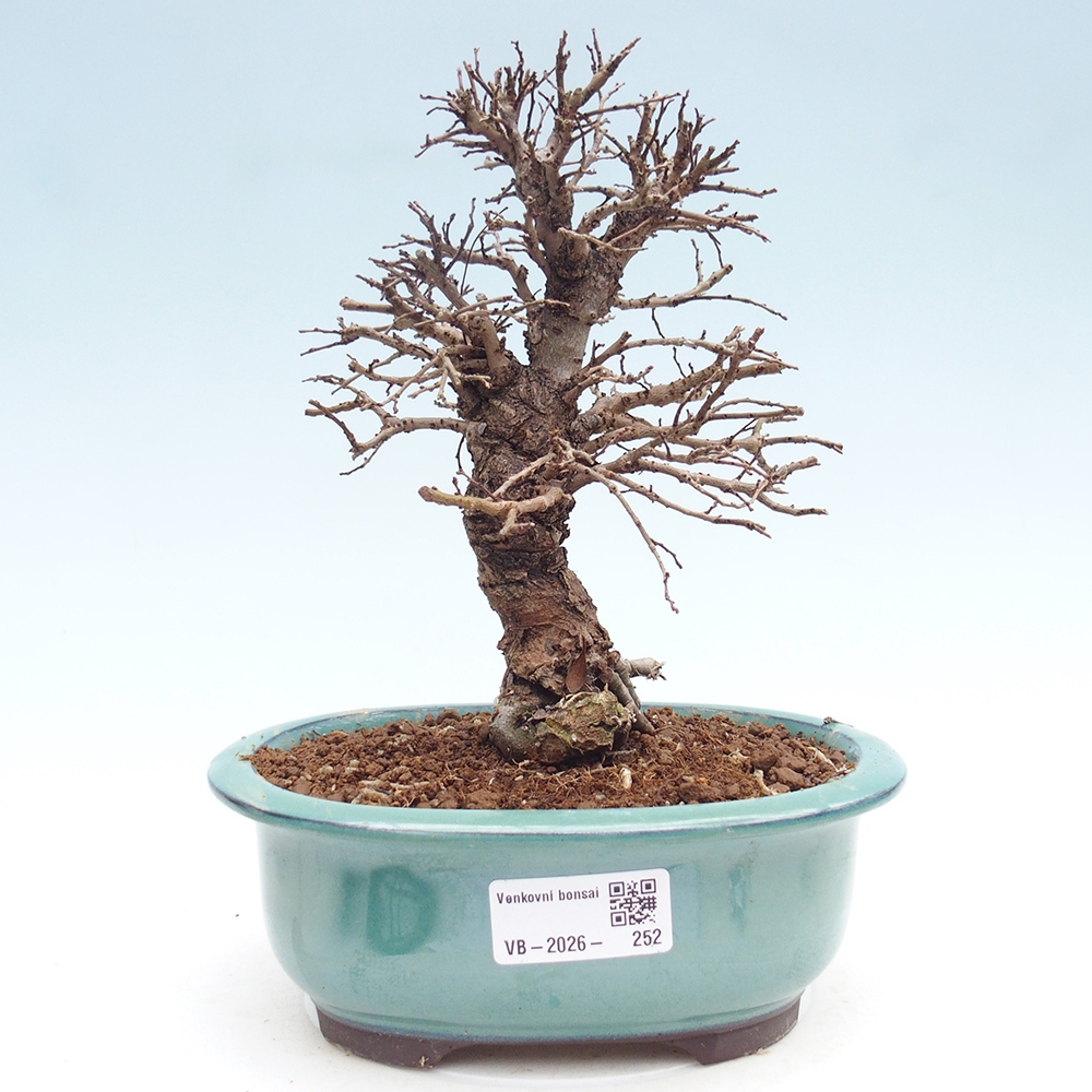Bonsai zewnętrzne - Zelkova - Zelkova NIRE