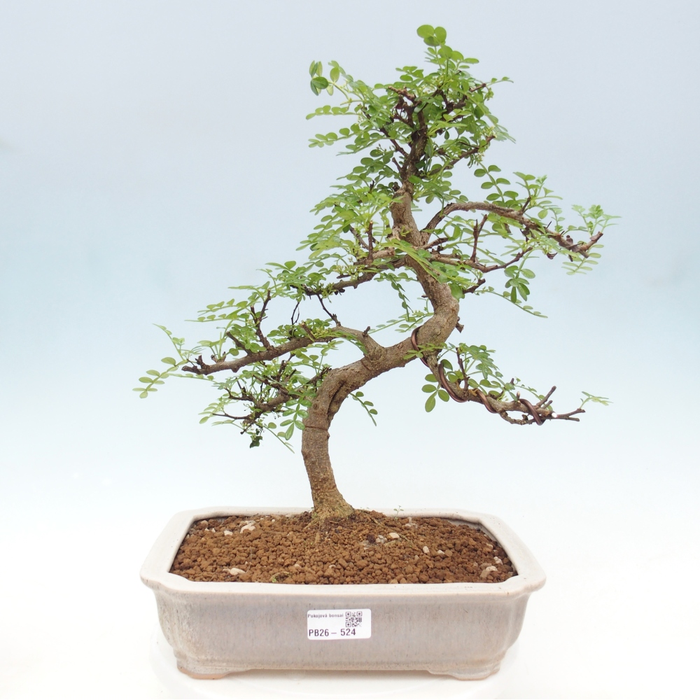 Bonsai wewnętrzne - Zantoxylum piperitum - drzewo pieprzowe