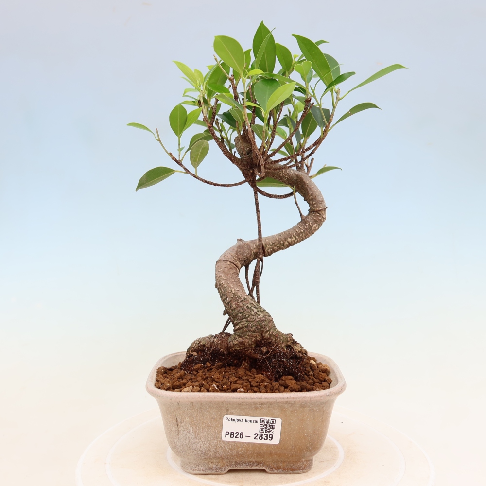 Pokój bonsai - Ficus kimmen - figowiec drobnolistny