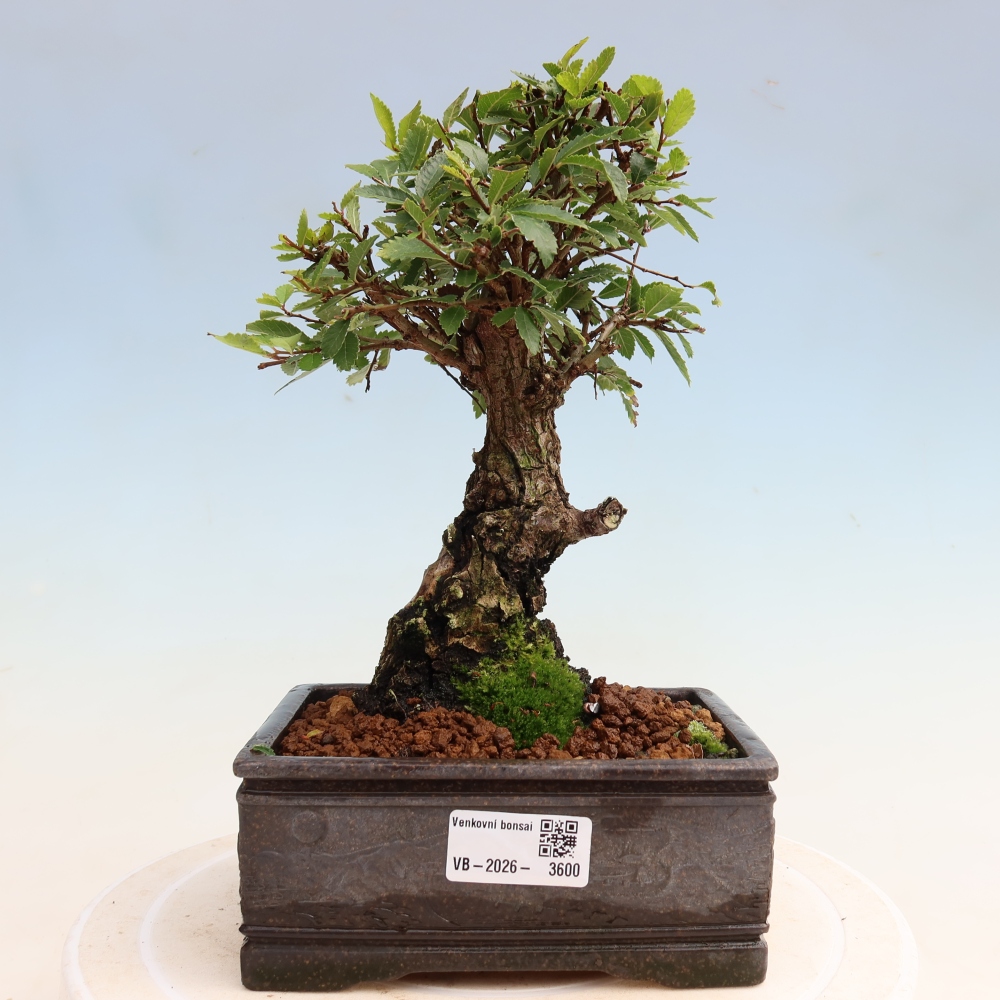 Bonsai zewnętrzne - Zelkova - Zelkova NIRE