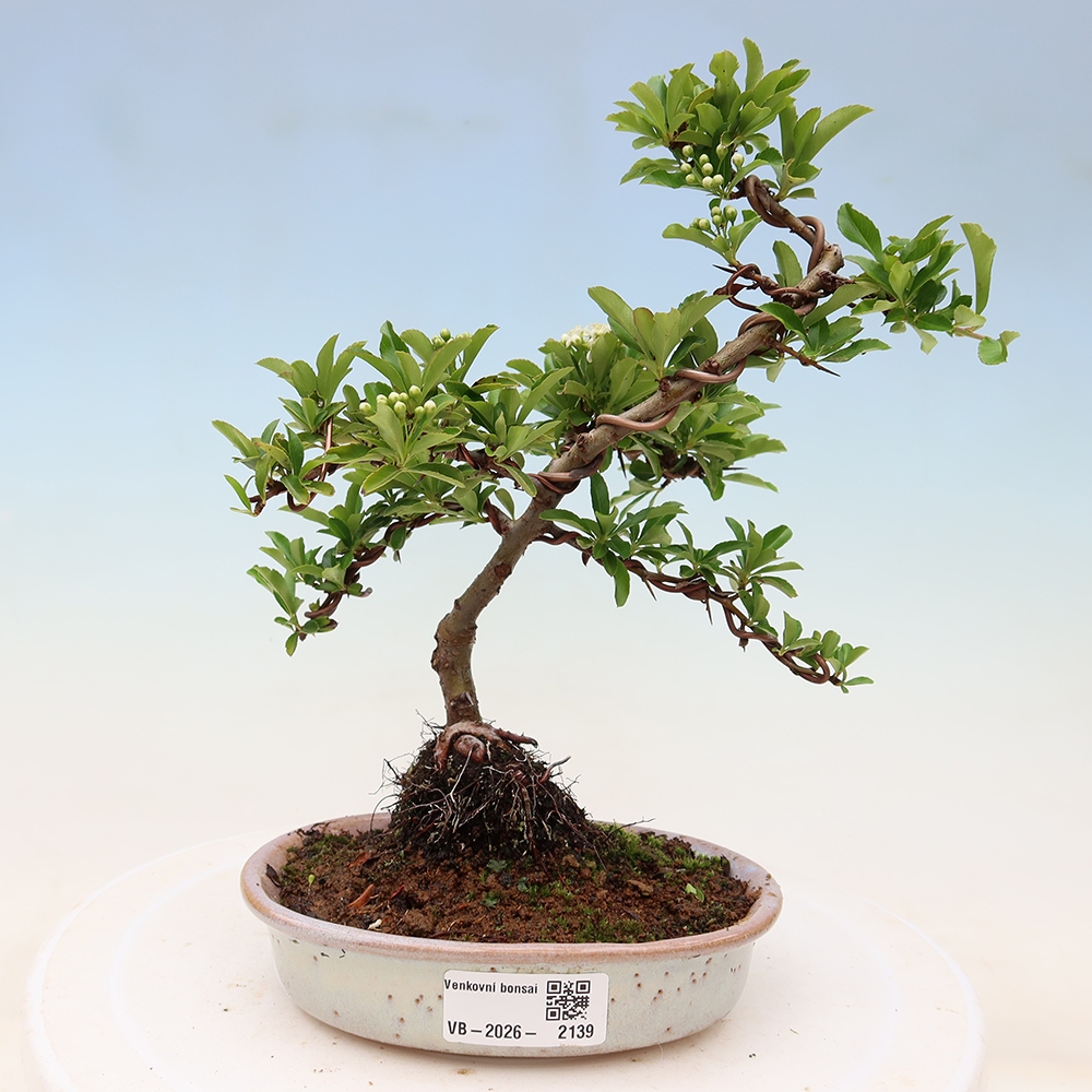 Bonsai ogrodowe – Pyracantha teton – ognik szkarłatny