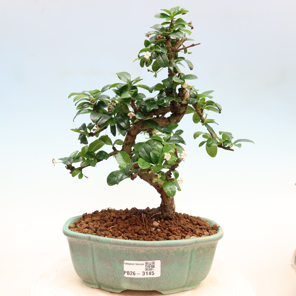 Bonsai pokojowe - Carmona macrophylla - Tea fuki