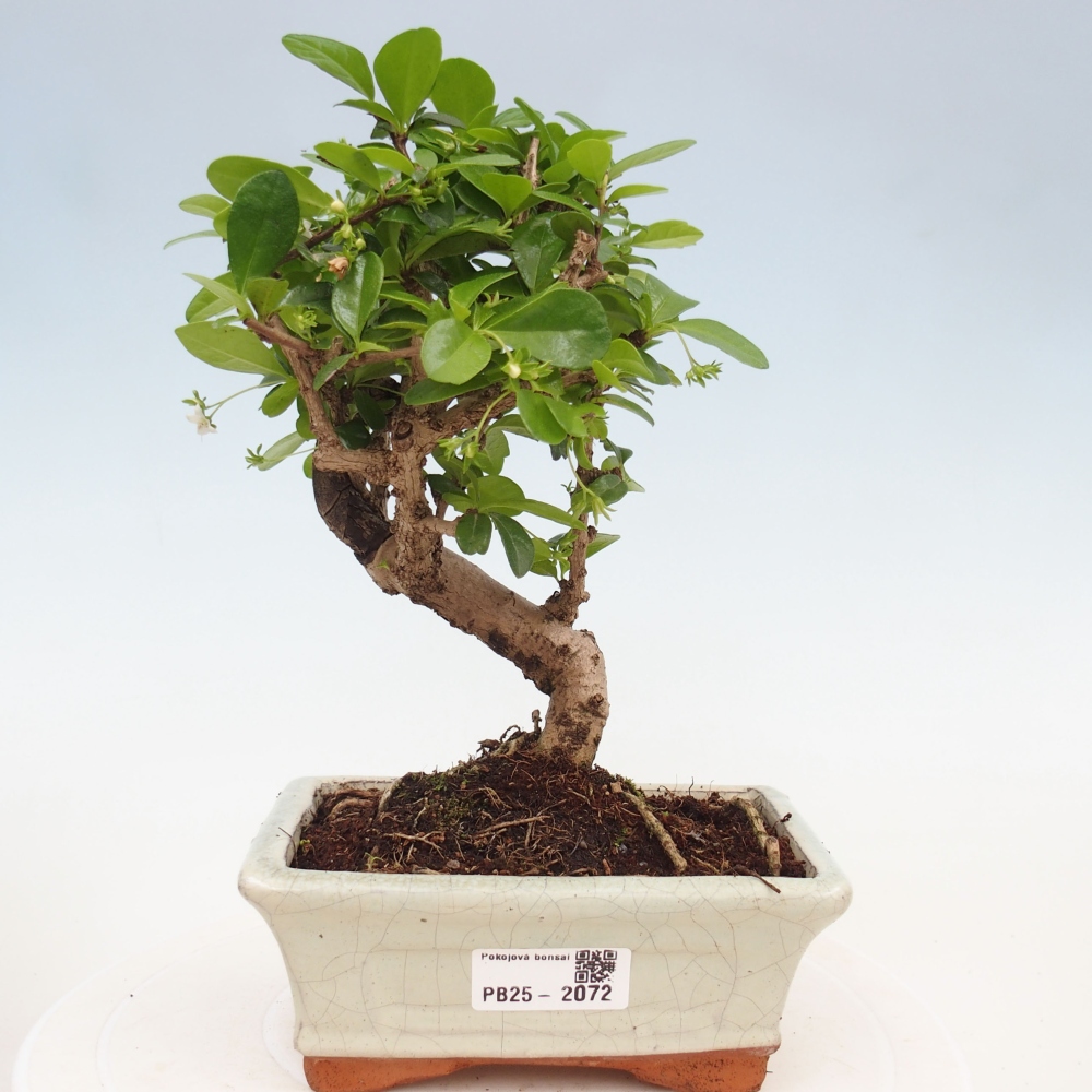 Bonsai wewnętrzne - Carmona makrophylla - Herbata Fuki